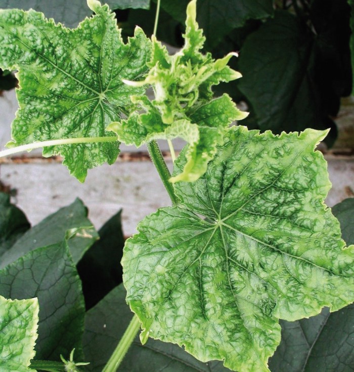Dark patches and leaf blisters caused by cucumber green mottle mosaic virus. Image courtesy of Derek Hargreaves 